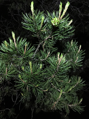 Pinus remota