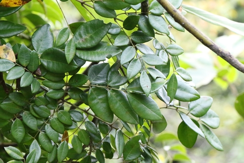 Image of Wood Gossip Caesalpinia (Ticanto crista) by no rights reserved