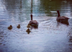 Branta canadensis