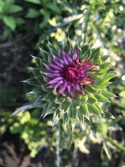 Cirsium pumilum