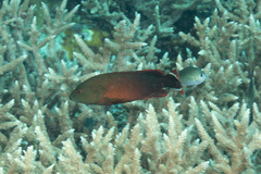 Cephalopholis urodeta