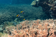 Heniochus singularius