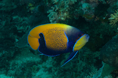 Pomacanthus navarchus