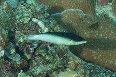 Anampses neoguinaicus