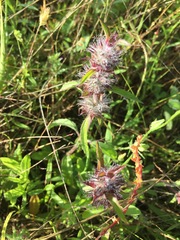 Monarda clinopodioides