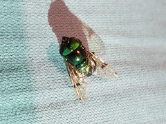 Diptera