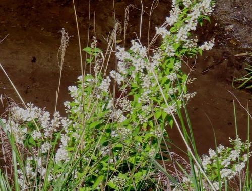 Image of Deutzia crenata by (c) mami_t_t, some rights reserved (CC BY)