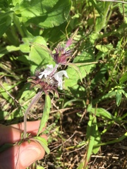 Monarda clinopodioides