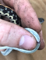 Thamnophis cyrtopsis ocellatus