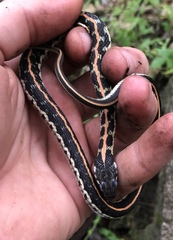 Thamnophis cyrtopsis ocellatus