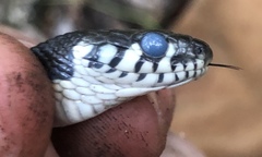 Thamnophis cyrtopsis ocellatus