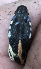 Thamnophis cyrtopsis ocellatus