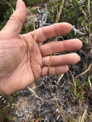 Nassella lepida