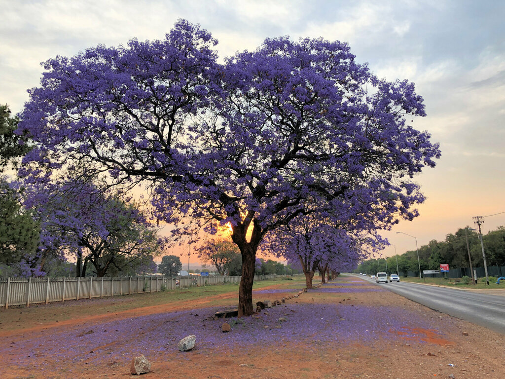 blue jacaranda from Brummeria, Pretoria, 0184, South Africa on October ...