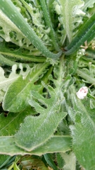 Hypochaeris radicata