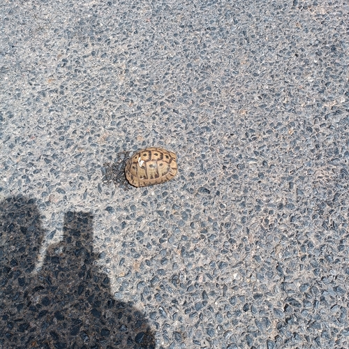 Nabeul Tortoise