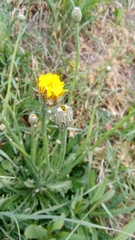 Hypochaeris radicata