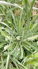 Hypochaeris radicata