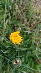 Hypochaeris radicata