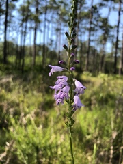Physostegia godfreyi