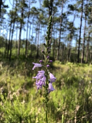 Physostegia godfreyi