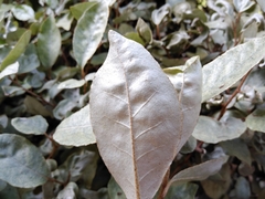 Elaeagnus