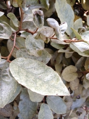 Elaeagnus