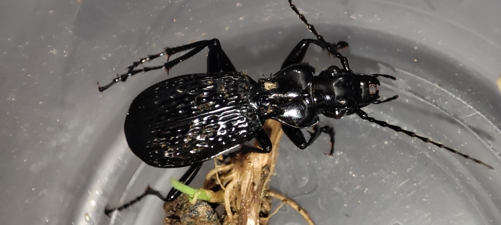 Pterostichus lacunosus