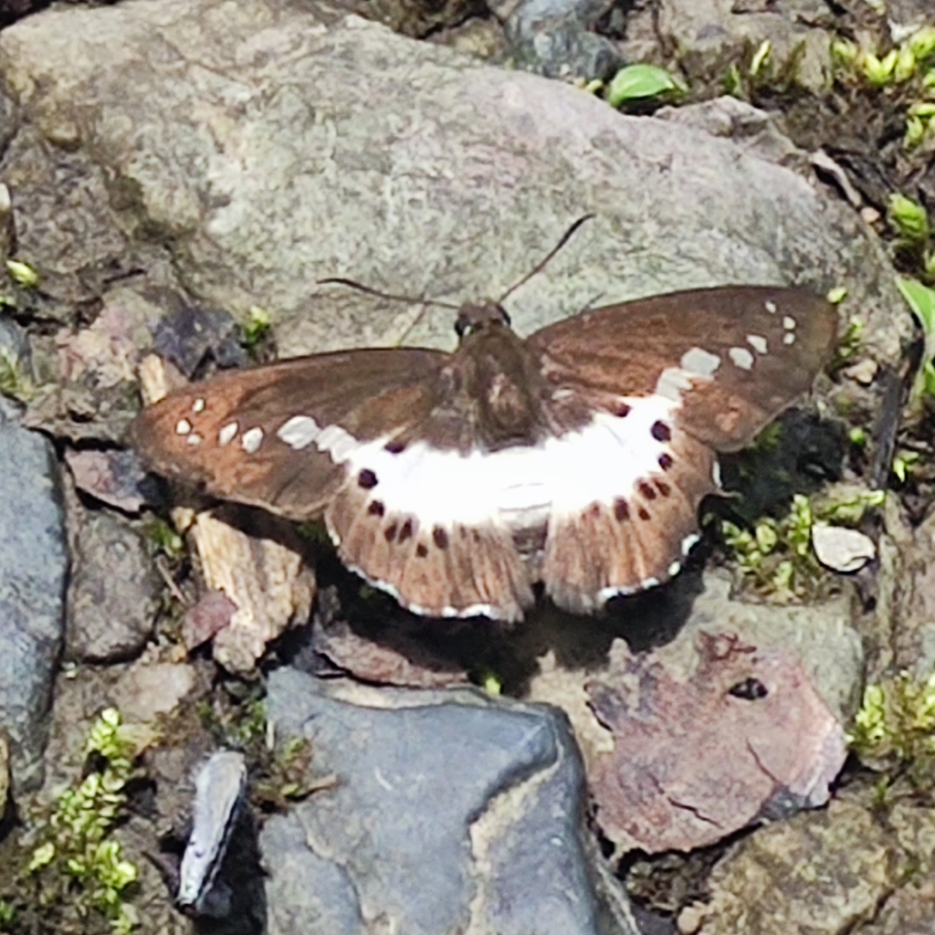 Himalayan White Flat