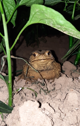 Asiatic Toad