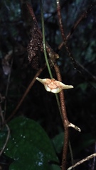 Pyrinioides sinuosus