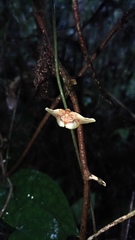 Pyrinioides sinuosus