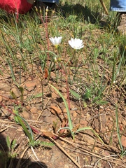 Lewisia oppositifolia
