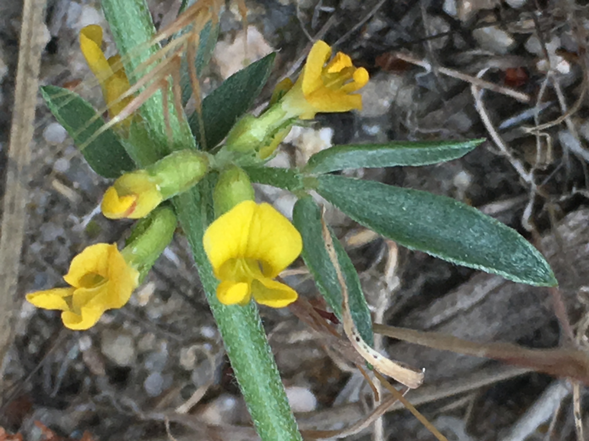 Acmispon procumbens