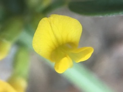 Acmispon procumbens