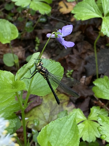 Northern Pygmy Clubtail photo 5