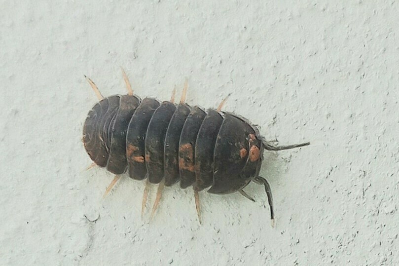 Venezillo natalensis