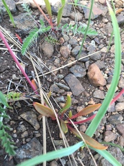 Lewisia oppositifolia