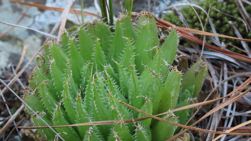 Imagem de Haworthia