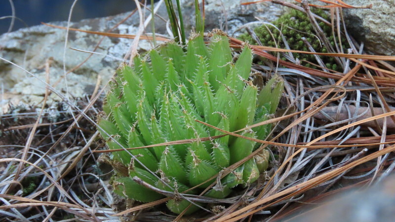 Imagem de Haworthia