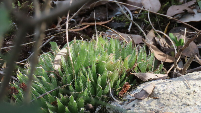 Imagem de Haworthia
