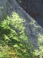 Poa bulbosa vivipara