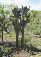 Opuntia insularis