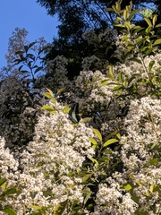 Graphium sarpedon nipponum