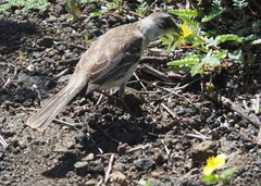 Mimus parvulus parvulus