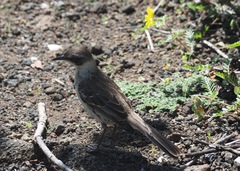 Mimus parvulus parvulus