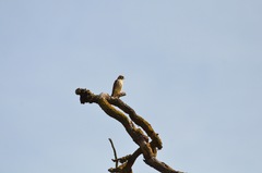 Falco sparverius sparverius