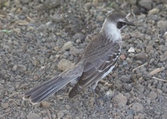 Mimus parvulus parvulus