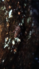 Tetrigoidea
