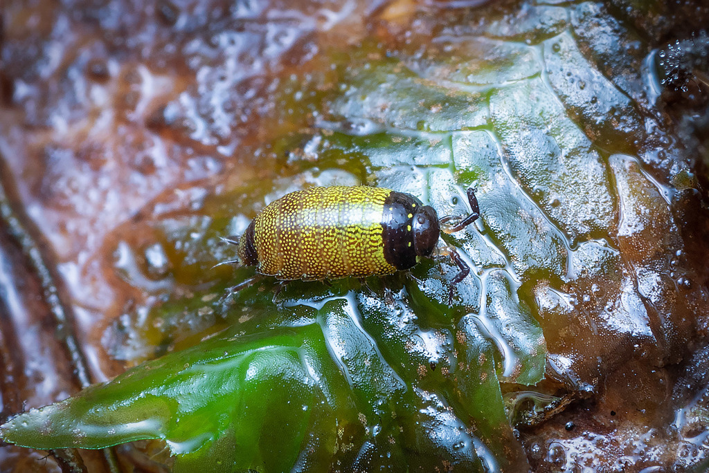 Heroldia reticulata